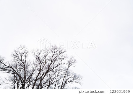 Dead tree/winter image Dead tree/winter image 122631969