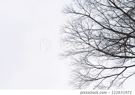 Dead tree/winter image Dead tree/winter image 122631972