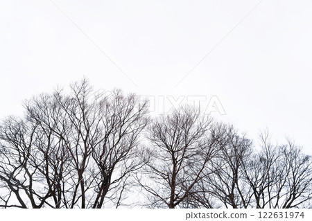 Dead tree/winter image Dead tree/winter image 122631974