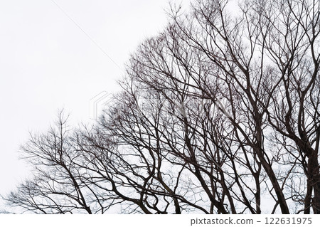 Dead tree/winter image 122631975