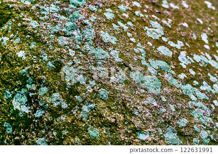 Emerald gray mossy granite stone surface 122631991