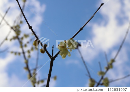 Yellow birch flowers blooming in the winter garden Yellow birch flowers blooming in the winter garden 122631997