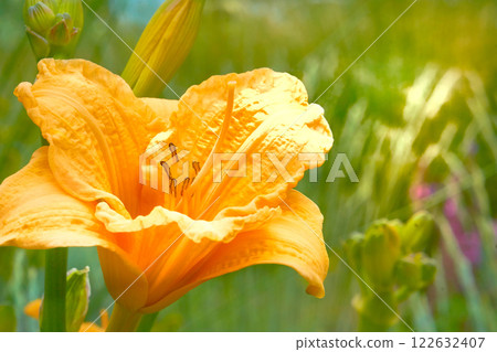 Orange yellow Middendorf Daylily close up and fresh greenery in garden Orange yellow Middendorf Daylily close up and fresh greenery in garden 122632407