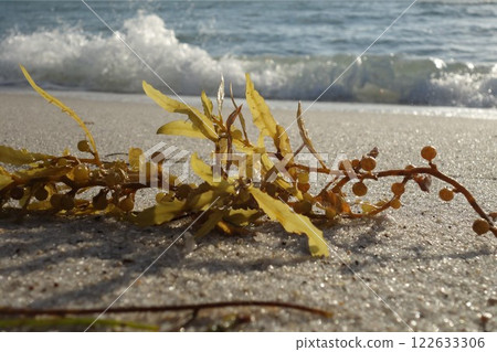 Seaweed on the beach in front of the ocean Seaweed on the beach in front of the ocean 122633306