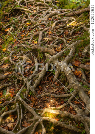 Texture asymmetrical pattern of intertwined tree roots 122633635