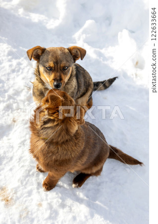 Brown mutt puppies dog sniffing. Mix Breed Brown mutt puppies dog sniffing. Mix Breed 122633664