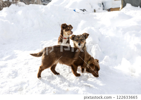 three Brown mutt puppies dog in snow. Mix Breed three Brown mutt puppies dog in snow. Mix Breed 122633665