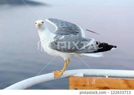 Large seagull on ferry boat, spread wings Large seagull on ferry boat, spread wings 122633713