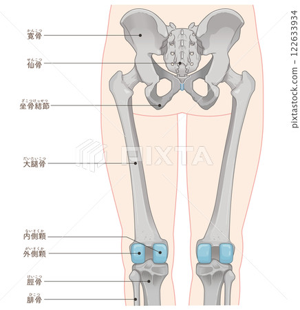 Lower limb bones illustration 122633934