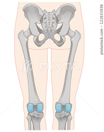 Lower limb bones illustration 122633936