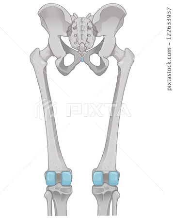 Lower limb bones illustration Lower limb bones illustration 122633937