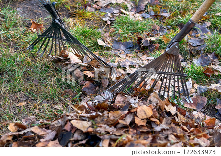 Raking sweeping fallen leaves with a garden rake Raking sweeping fallen leaves with a garden rake 122633973
