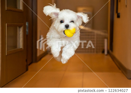 A Maltese dog happily bringing a toy A Maltese dog happily bringing a toy 122634027