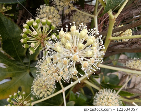 Round white flowers of Fatsia japonica blooming in a winter garden 122634057