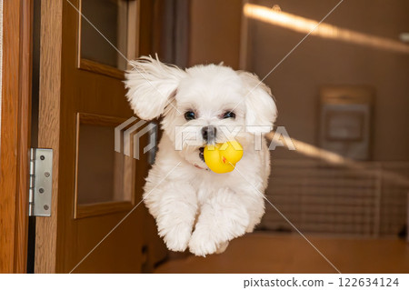 A Maltese dog happily bringing a toy A Maltese dog happily bringing a toy 122634124
