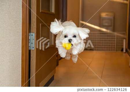 一隻馬耳他犬高興地帶著玩具 122634126