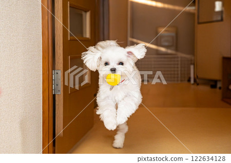 一隻馬耳他犬高興地帶著玩具 一隻馬耳他犬高興地帶著玩具 122634128