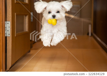 一隻馬耳他犬高興地帶著玩具 一隻馬耳他犬高興地帶著玩具 122634129
