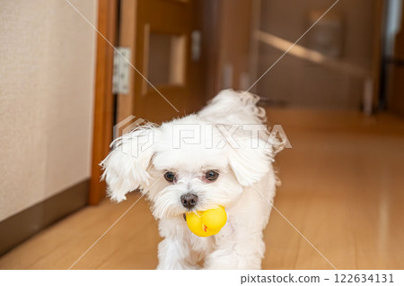 一隻馬耳他犬高興地帶著玩具 一隻馬耳他犬高興地帶著玩具 122634131