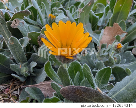 冬季花園中盛開的金盞花小橙色花朵 122634314