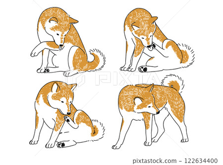 手繪插畫：一隻正在梳理自己的柴犬 122634400