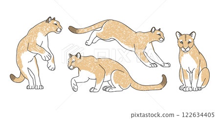 Hand-drawn illustrations of pumas in various poses 122634405