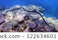 大猩猩砍下水下珊瑚和巨型海蛇 122634601