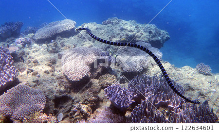 Gorilla Chop Underwater Coral and Giant Sea Snake 122634601