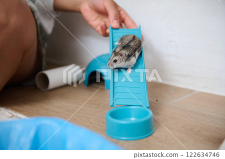 Small hamster climbing blue playground equipment in indoor setting 122634746