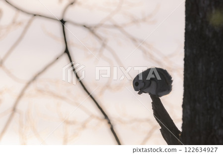 A flying squirrel bathing in the morning sun A flying squirrel bathing in the morning sun 122634927