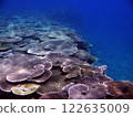 基布加奧卡海灘附近的珊瑚礁（第二部分） 122635009