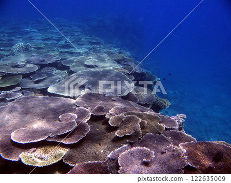 Coral reef off Kibougaoka Beach (part 2) Coral reef off Kibougaoka Beach (part 2) 122635009