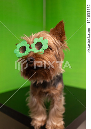 An adorable Cute Yorkie Dog wearing Flower Glasses against a vibrant Green Background An adorable Cute Yorkie Dog wearing Flower Glasses against a vibrant Green Background 122635382