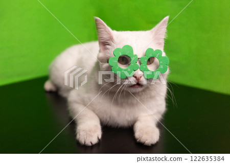 A Playful White Cat Featuring Fun Green Flower Glasses Set Against a Bright Background A Playful White Cat Featuring Fun Green Flower Glasses Set Against a Bright Background 122635384