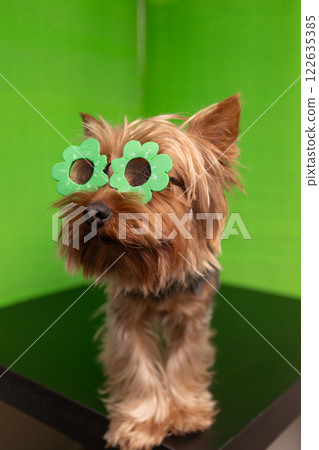 An adorable cute dog is sporting colorful flowershaped glasses against a vibrant green background An adorable cute dog is sporting colorful flowershaped glasses against a vibrant green background 122635385