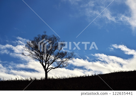 Blue skies and trees in late autumn at Takashimizu Highlands 122635441