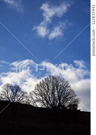 Blue skies and trees in late autumn at Takashimizu Highlands 122635442