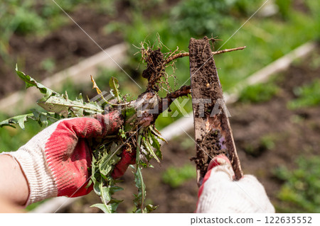 hands of a gardener with a weed dandelion root 122635552