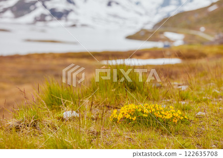 Yellow spring flowers in norwegian mountains 122635708
