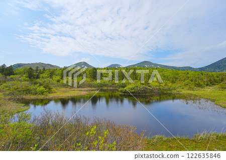 Water lily field Water lily field 122635846
