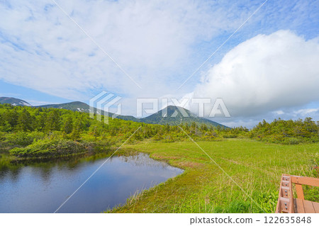 Water lily field Water lily field 122635848