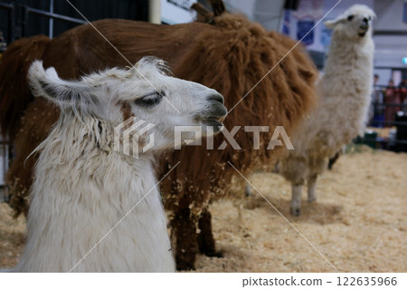 Alpaca's are a native animal of South America that resembles a small llama Alpaca's are a native animal of South America that resembles a small llama 122635966