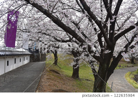 Cherry blossoms at Katsuruji castle in Kyoto 122635984