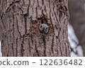 A flying squirrel climbing a tree in winter 122636482