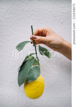 Woman hand holding lemon on a branch on white wall background Woman hand holding lemon on a branch on white wall background 122636673