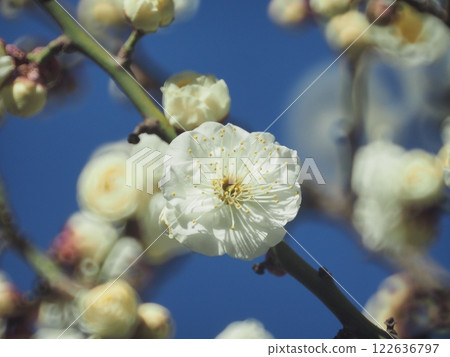 東京大田區大森第一公園的白梅花 122636797