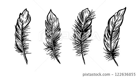 feather, vector, sketch 122636855