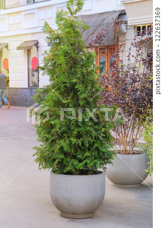 Cypress in large outdoor pot. Thuja occidentalis danica in container. Landscape design in city. Potted evergreen tree near terrace of a street cafe. Sunny. 122637369