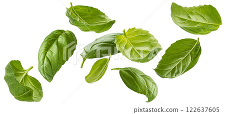 Basil leaves isolated on white background with clipping path, collection Basil leaves isolated on white background with clipping path, collection 122637605