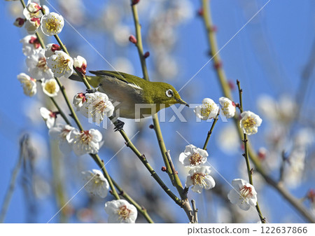盛開的繡眼鳥(春天圖)(動態圖) 盛開的繡眼鳥(春天圖)(動態圖) 122637866